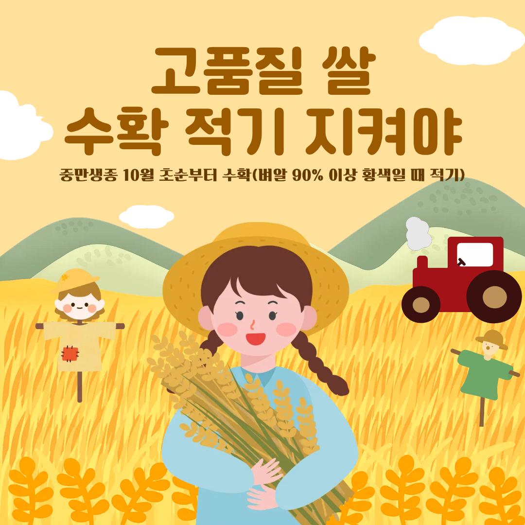 고품질 쌀  '수확 적기' 지켜야